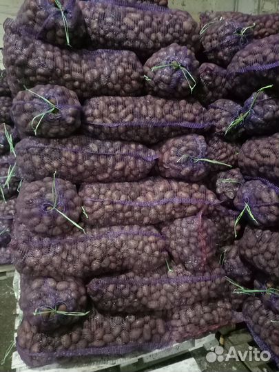 Продам семена картофеля