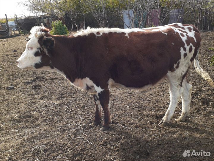 Бык молодая тёлочка 3 года