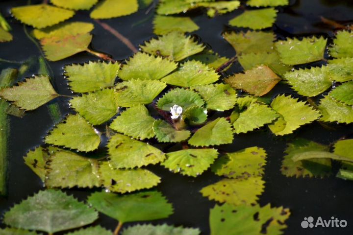 Водяной орех чилим