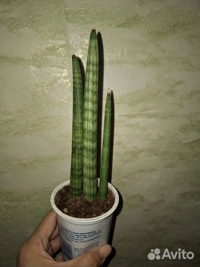 Антуриум оранжевый