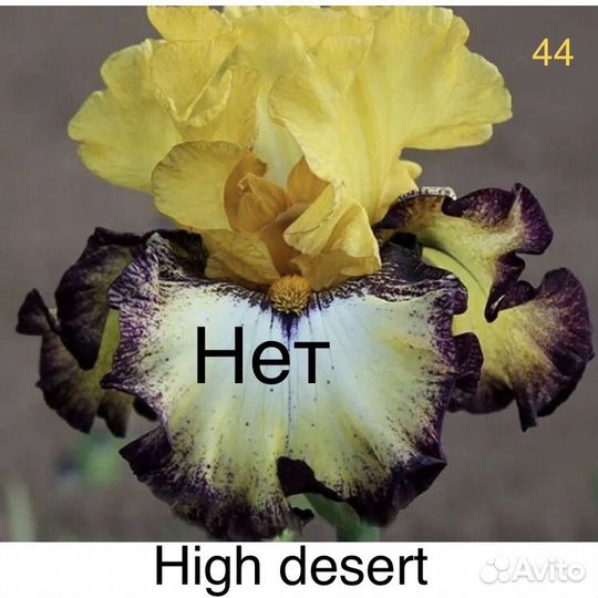 Ирисы сортовые бородатые высокие