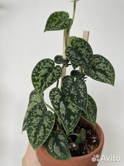 Сциндапсус триколор