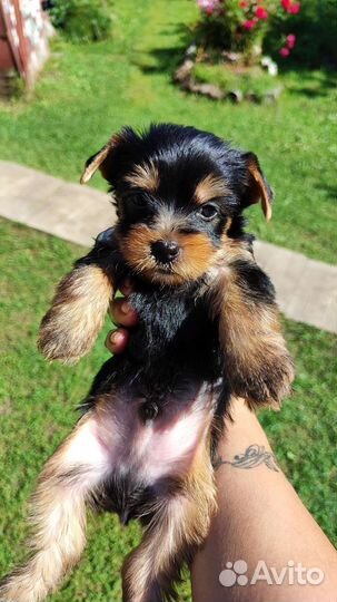 Йоркширский терьер