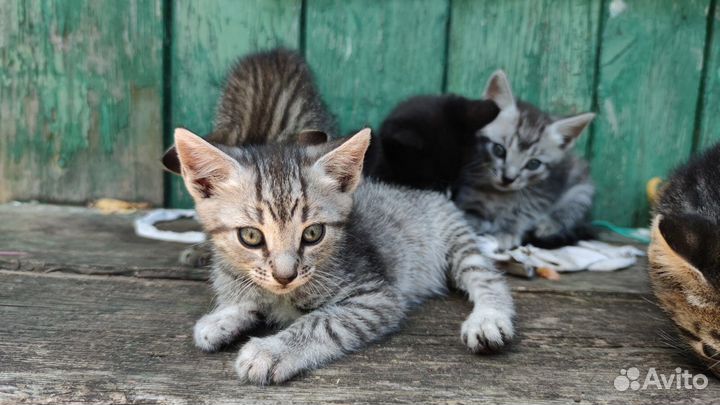 Ищут дом крохи