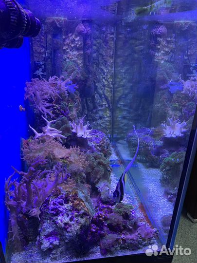 Морской аквариум с рыбками