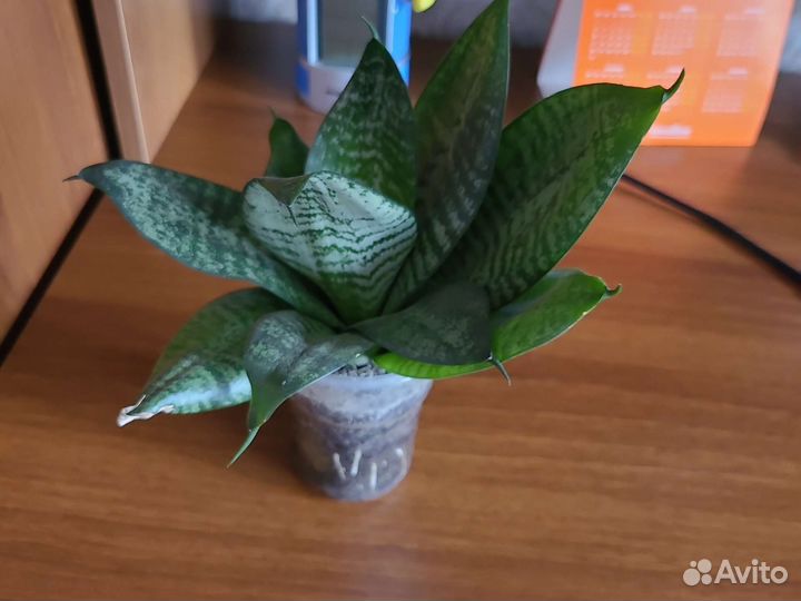 Сансевиерия тещин язык