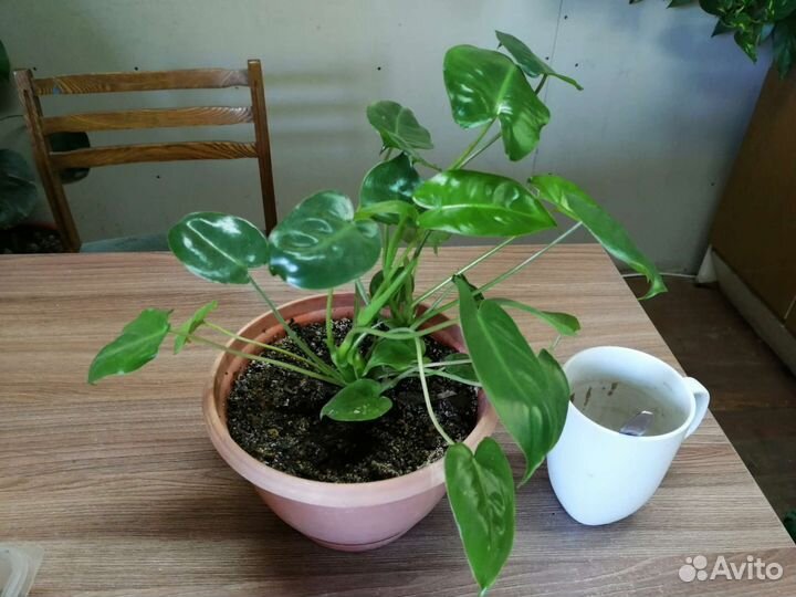 Комнатные цветы