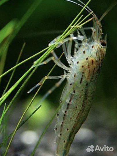 Креветки амано