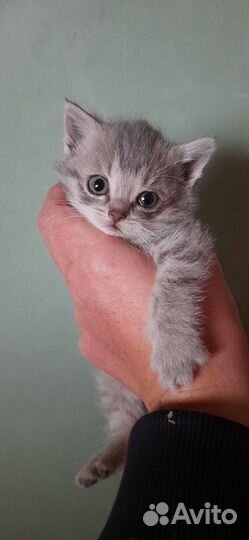 Шотландская прямоухая