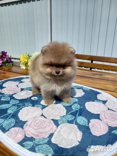 Померанский шпиц медвежьего типа
