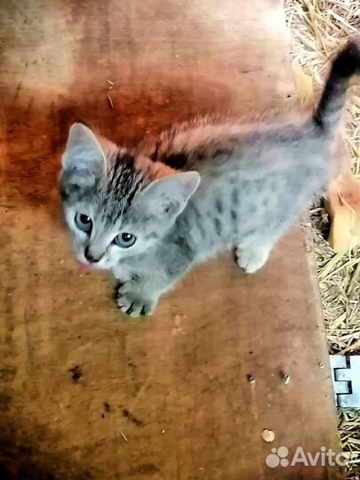 Котенок в добрые руки