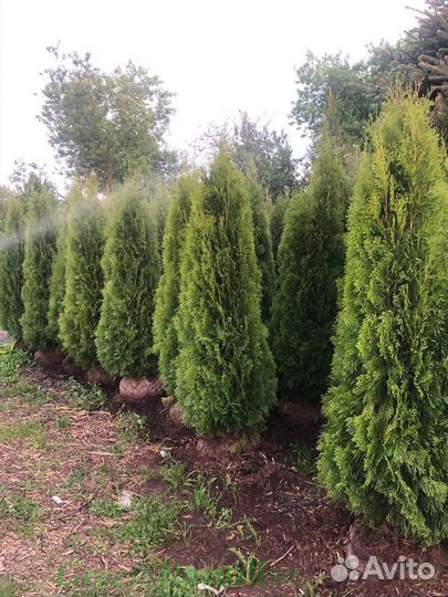 Туя Смарагд extra