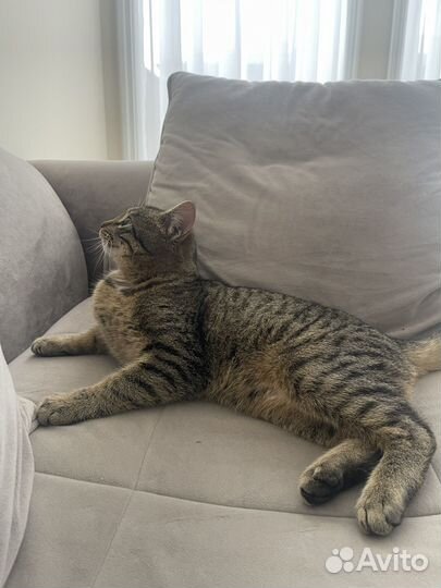 Молодой котик 8 месяцев