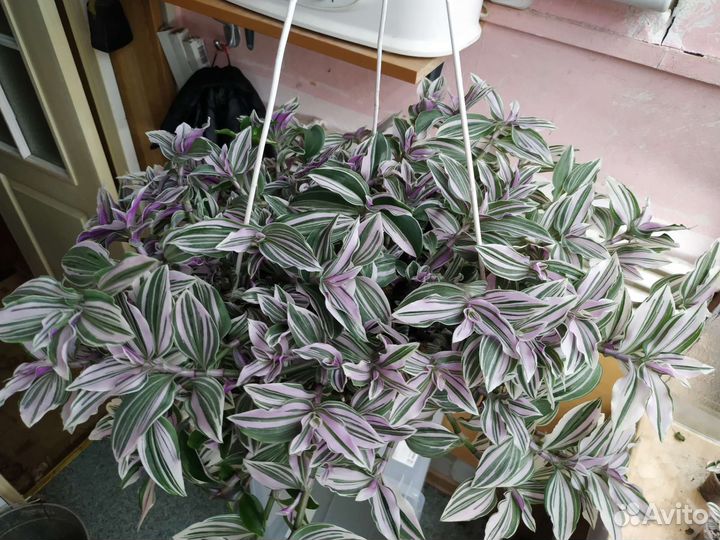 Ампельная традесканция большая