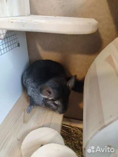 Шиншиллы пара