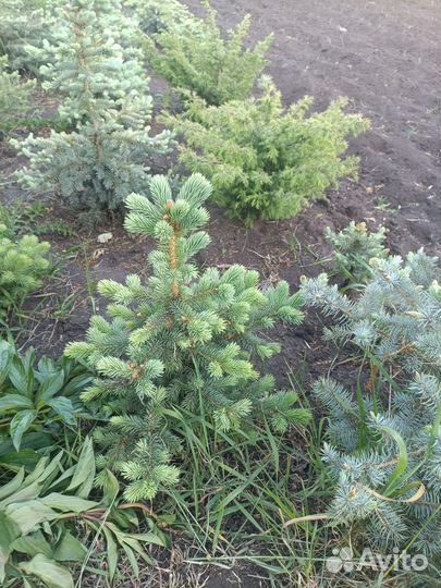 Саженцы ель голубая, ель