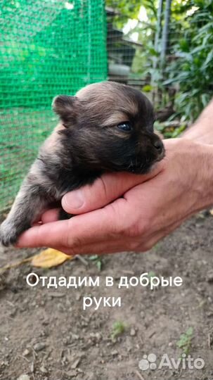 Собака в добрые руки отдам бесплатно