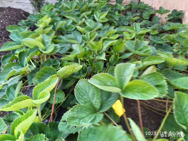 Саженцы клубники Сан Андреас ремонт зкс