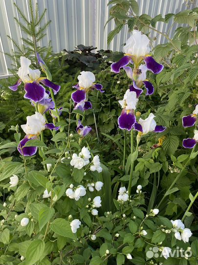 Ирисы бородатые