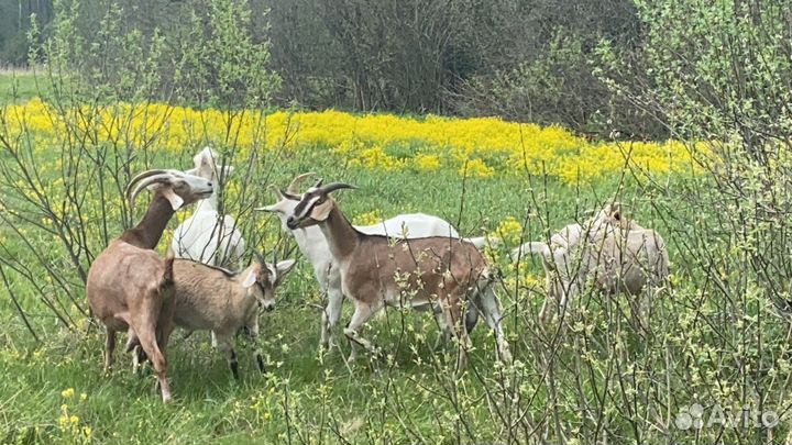 Дояр (доярка), помощник по хозяйству