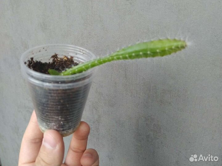 Драконий фрукт