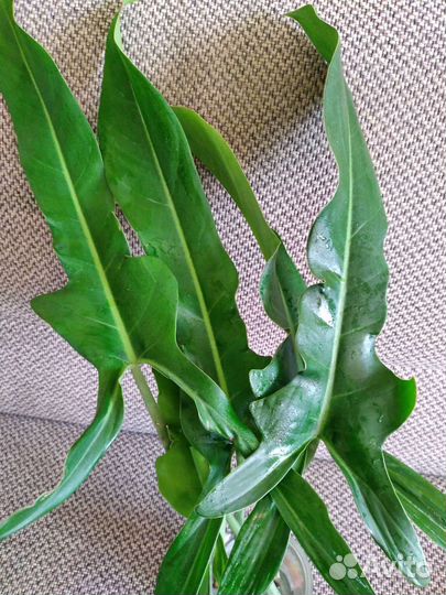 Ароидные комнатные растения