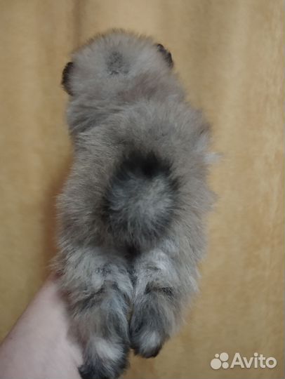 Щенки шпица