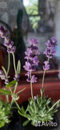 Лаванда саженцы