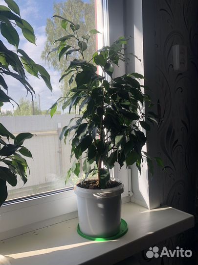 Фикус бенджамина