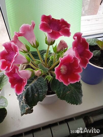 Цветы комнатные. глоксиния