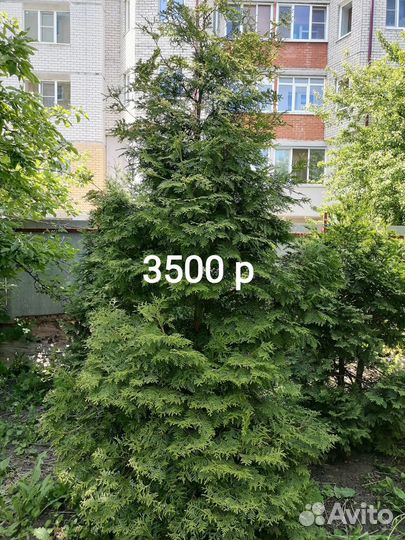 Туи