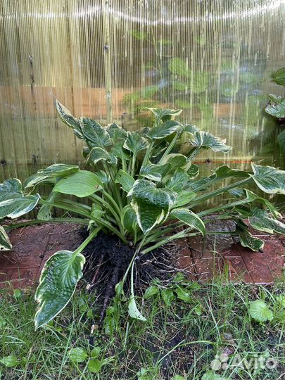 Хоста куст, роджерсия