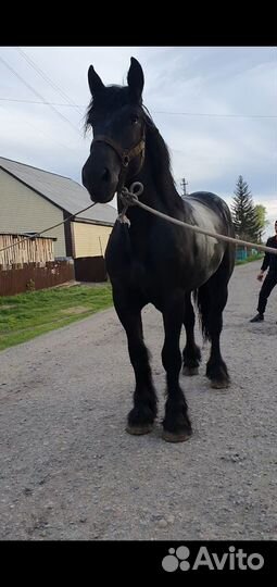 Жеребцы и кобылы