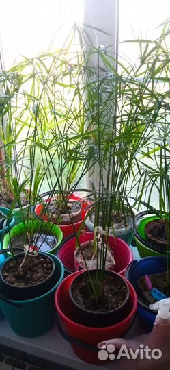 Циперус болотная пальма