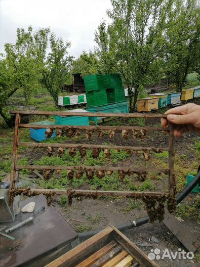 Пчелопакет или рамки с расплодом