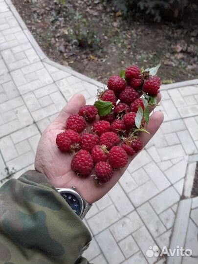 Малина Брянское Диво ремонтантная саженцы