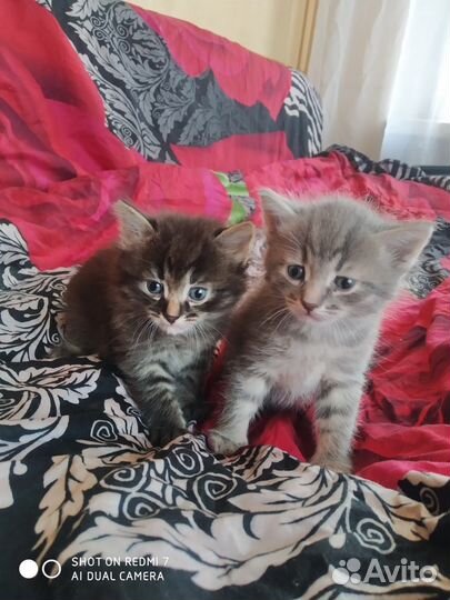 Котята