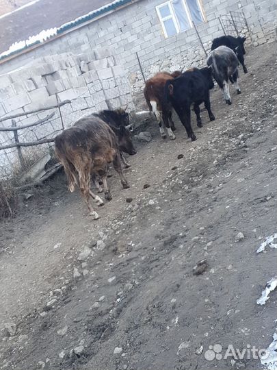 Бычки двух годовалые