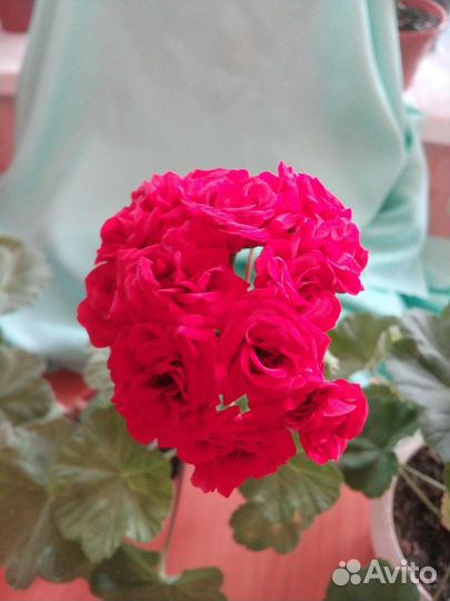 Комнатные цветы