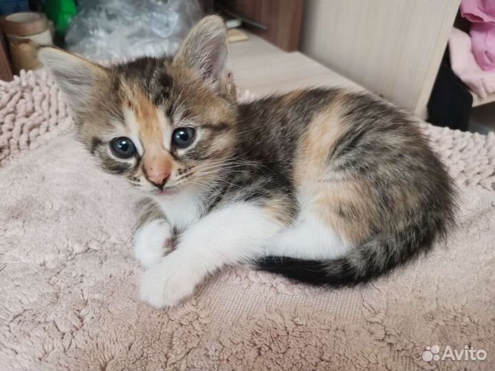 Котята в добрые руки бесплатно