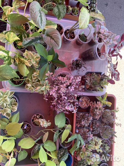 Часть 9.,Традесканция,Каллизия комнатные растения