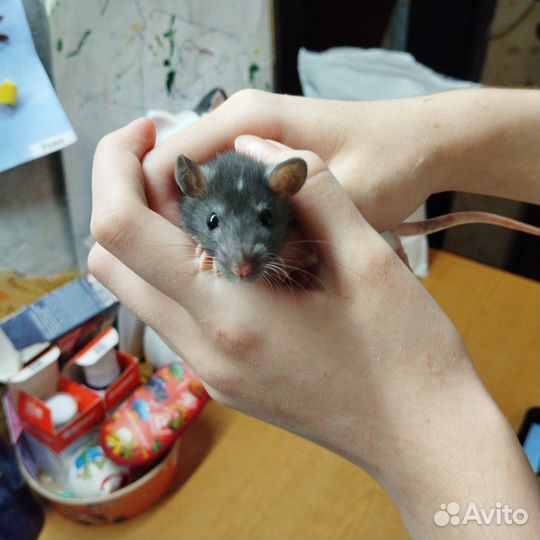 Крыса, крысы, Дамбо, крысята,Бронь до 20.04