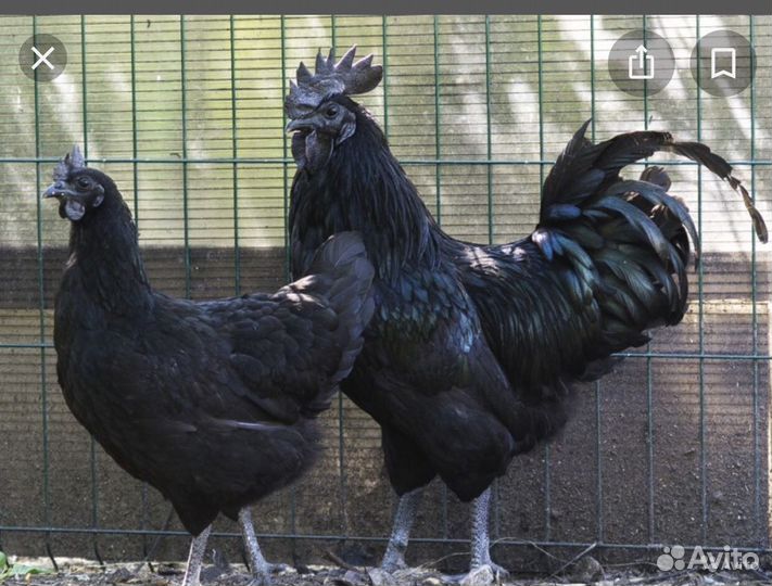 Черные петухи И куры доставка