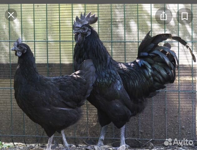 Черные петухи И куры доставка