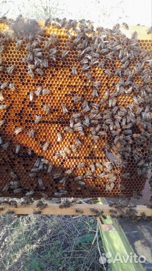 Преобрету 7 пчелопакетов по 3000тыс.р