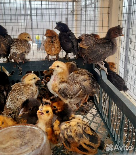 Цыплята микс и брама изабелла