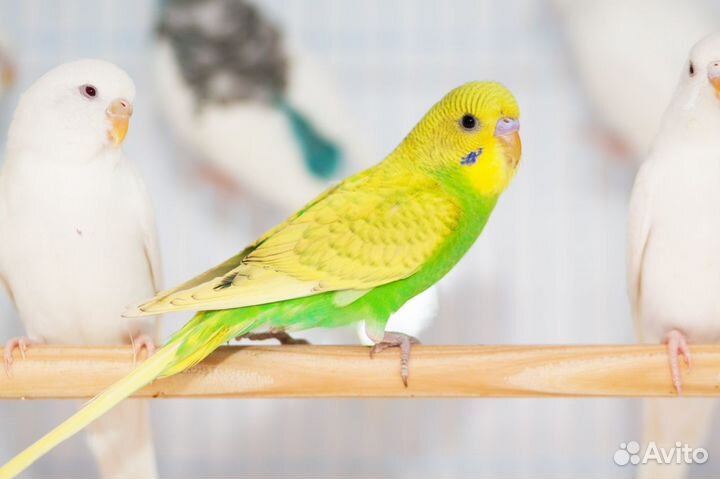 Волнистый птенец