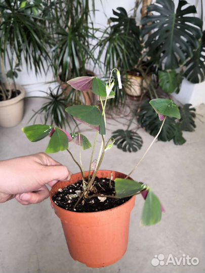 Оксалис (Oxalis) или кислица зелёная