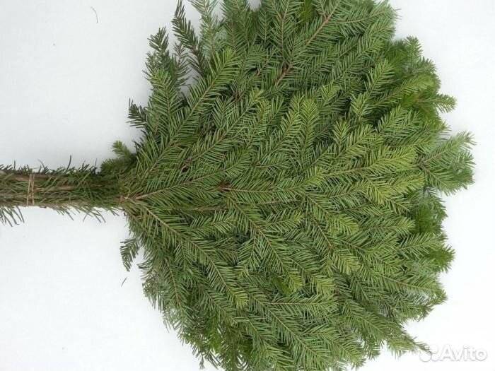 Пихтовые веники