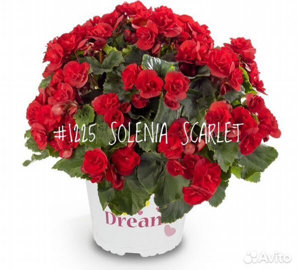 Бегония (Begonia) Серия Solenia (в ассортименте)